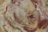 Polished Petrified Wood (Araucaria) Round - Madagascar #355320-1
